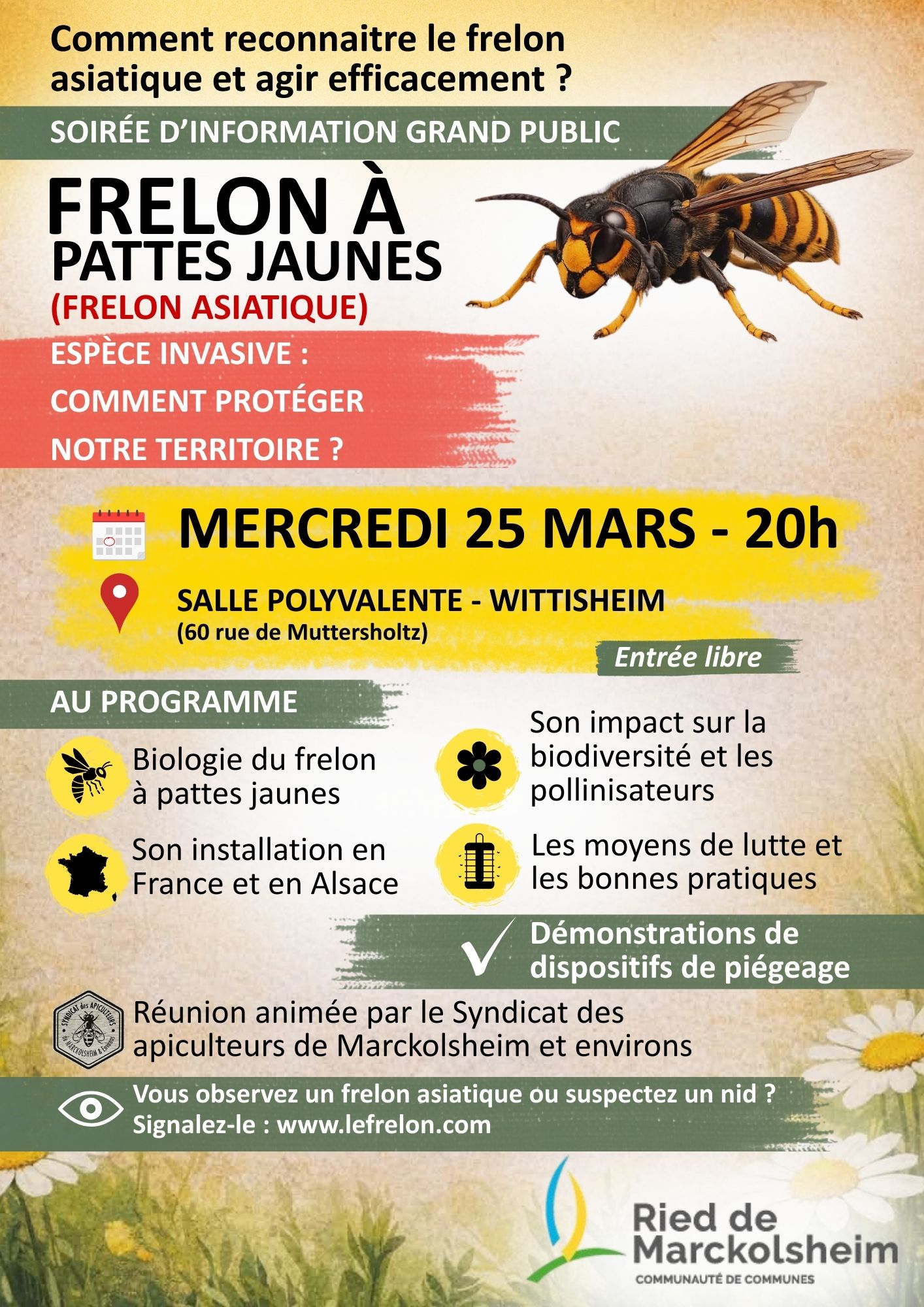 Frelon asiatique réunion Nord