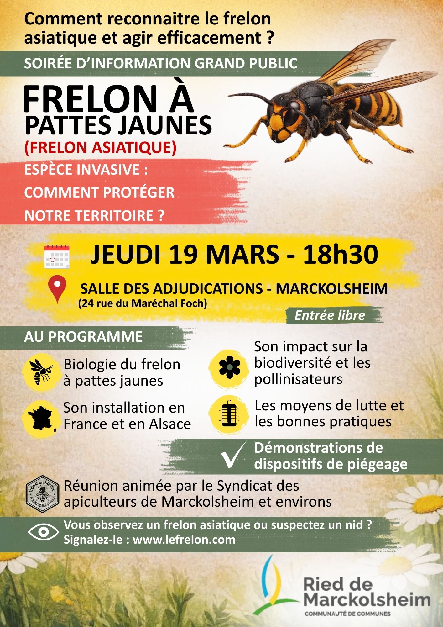 Frelon asiatique réunion